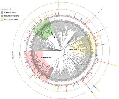 Invasive alien plants are phylogenetically distinct from other alien species across spatial and taxonomic scales in China
